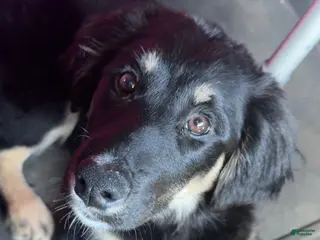 Border Collie dogs Malia - Ad 28