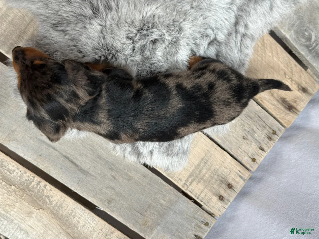 Miniature Dachshund dogs for sale: Milo - Ad 4