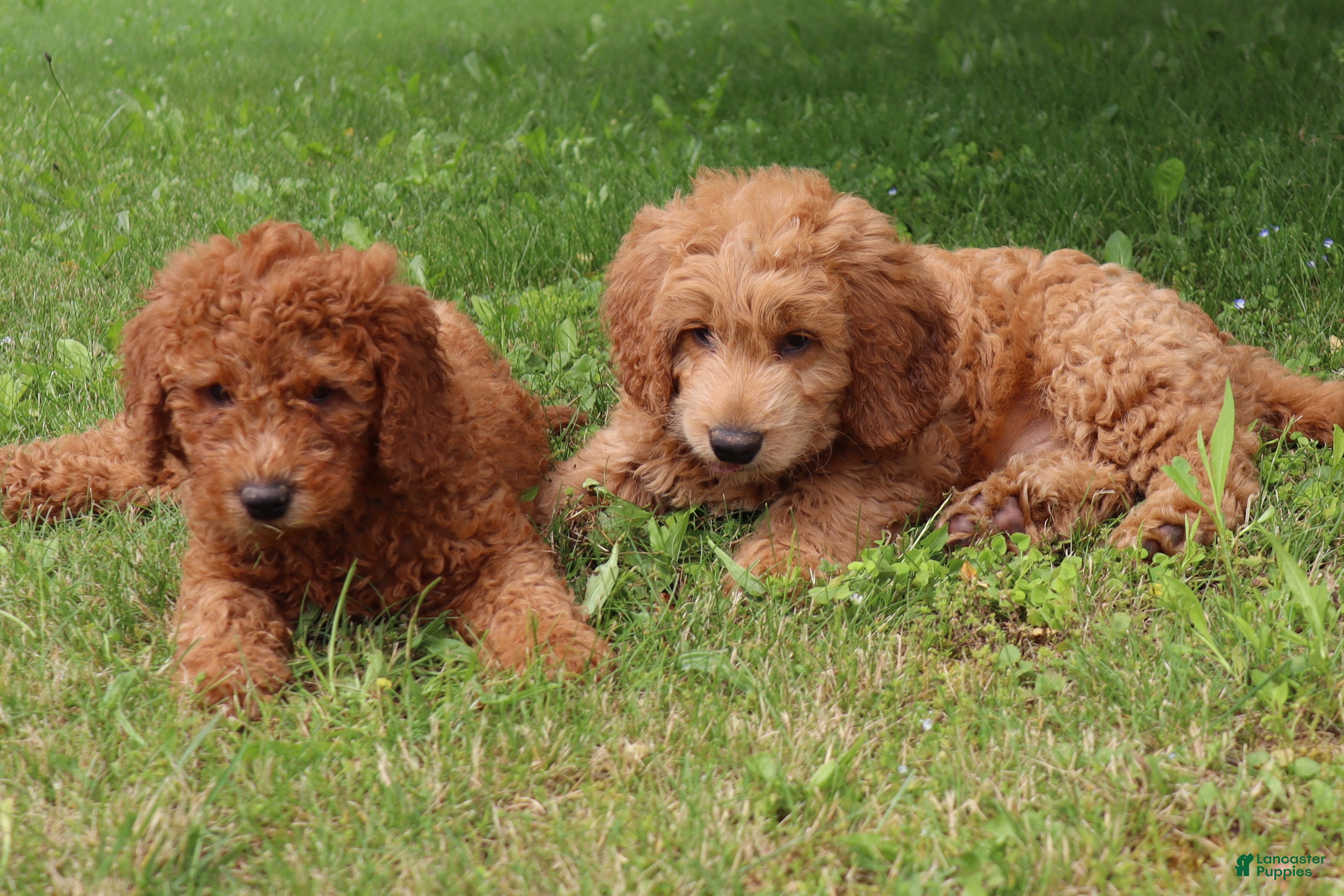 Mini Goldendoodle dogs Tommy - Ad 1