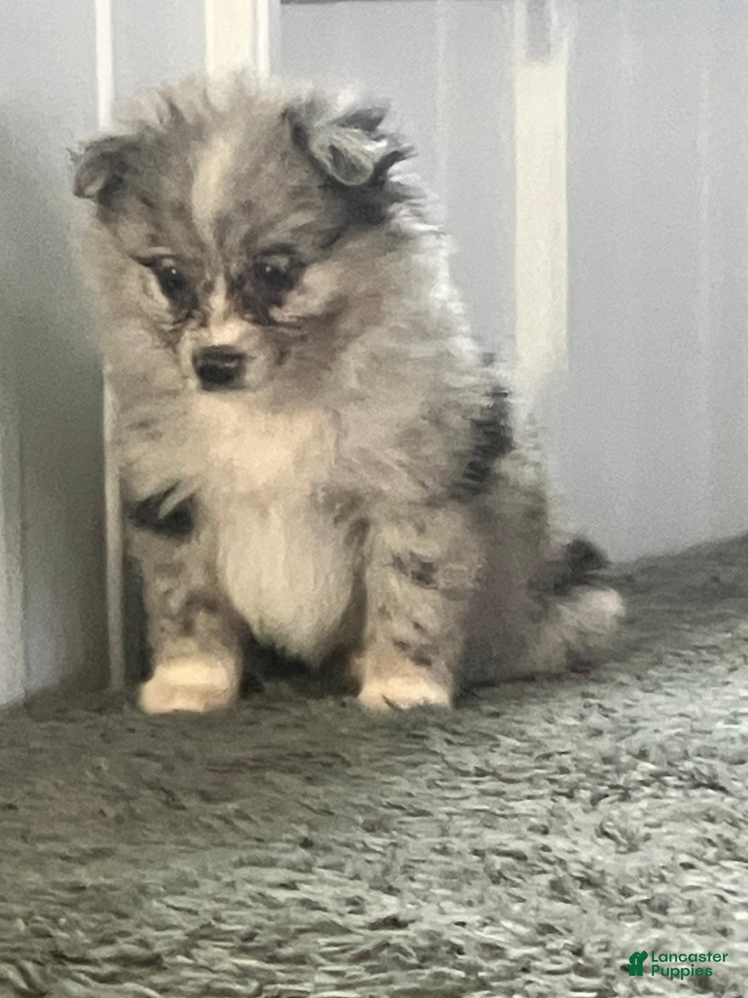 Mixed Breed dogs for sale: Jenny - Ad 2