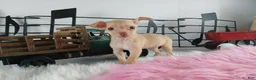 Chihuahua dogs for sale: Teacup Red Fawn girl, Nationwide Delivery  - Ad 1