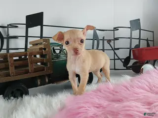 Chihuahua dogs Teacup Red Fawn girl, Nationwide Delivery - Ad 38