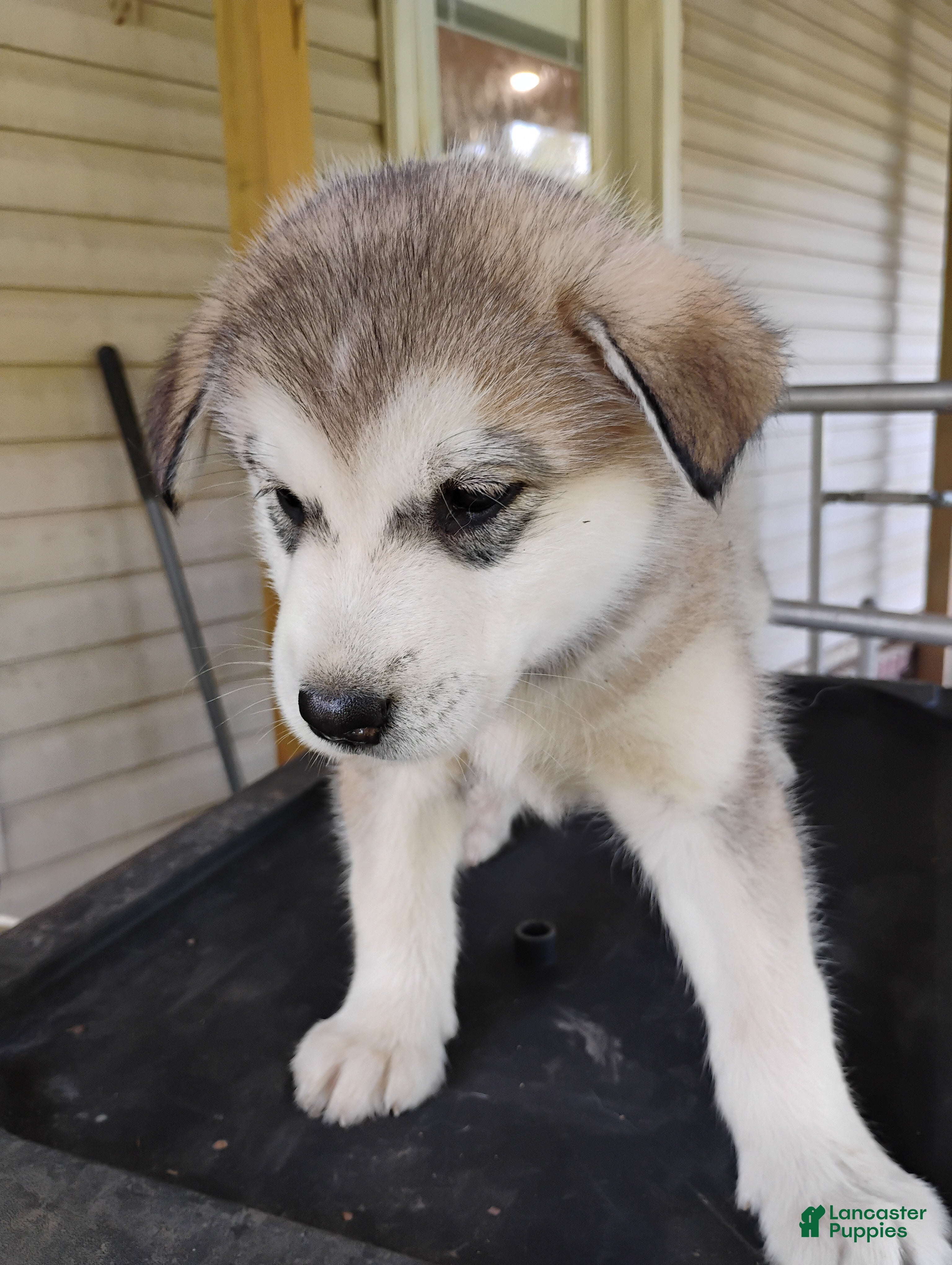 Alaskan Malamute dogs Alaskan Malamute Puppy 11 - Ad 8