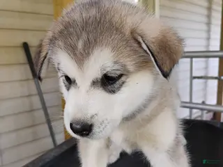 Alaskan Malamute dogs Alaskan Malamute Puppy 11 - Ad 8