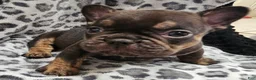 French Bulldog dogs for sale: Rosco  - Ad 4