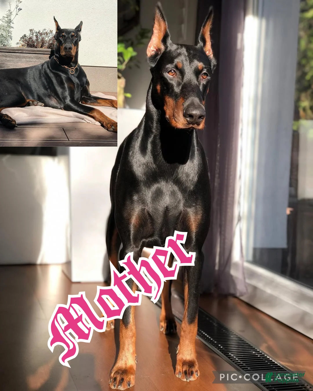 Doberman Pinscher dogs for sale: Titan Bones Shield Of Valkyrie  - Ad 5