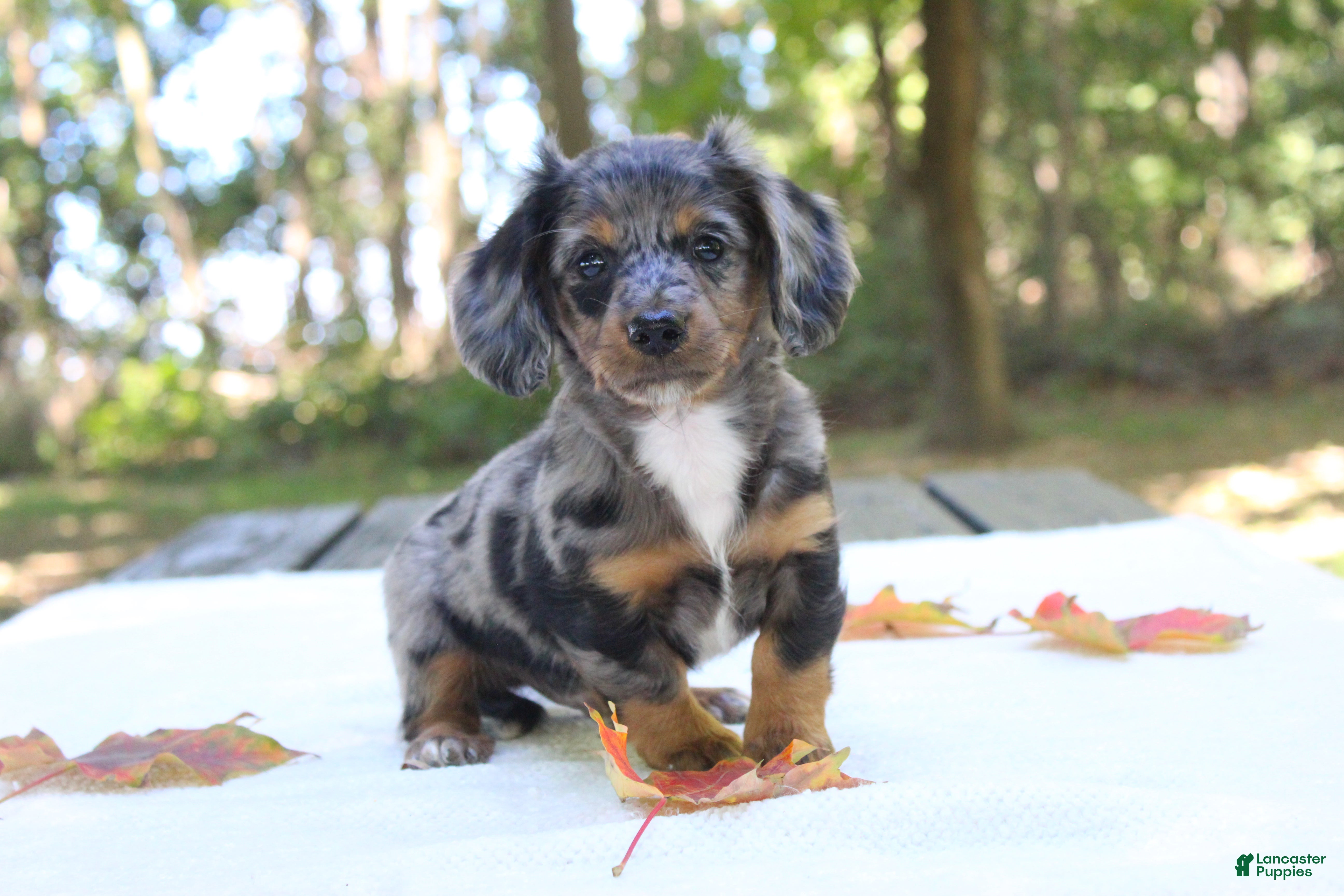 Miniature Dachshund dogs for sale: Sonny - Ad 4
