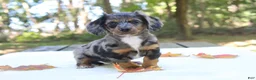 Miniature Dachshund dogs for sale: Sonny - Ad 1