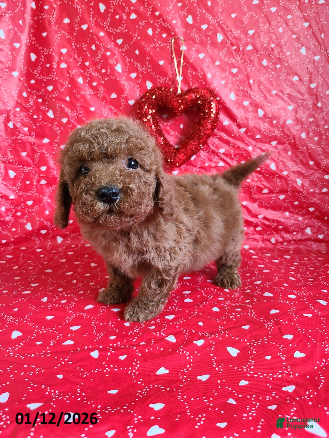 Bichpoo dogs for sale: Dane - Ad 4