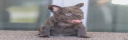 French Bulldog dogs for sale: French Bulldog Girl 1 - Ad 4