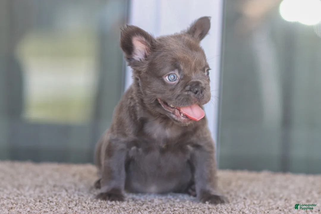 French Bulldog dogs for sale: French Bulldog Girl 1 - Ad 4