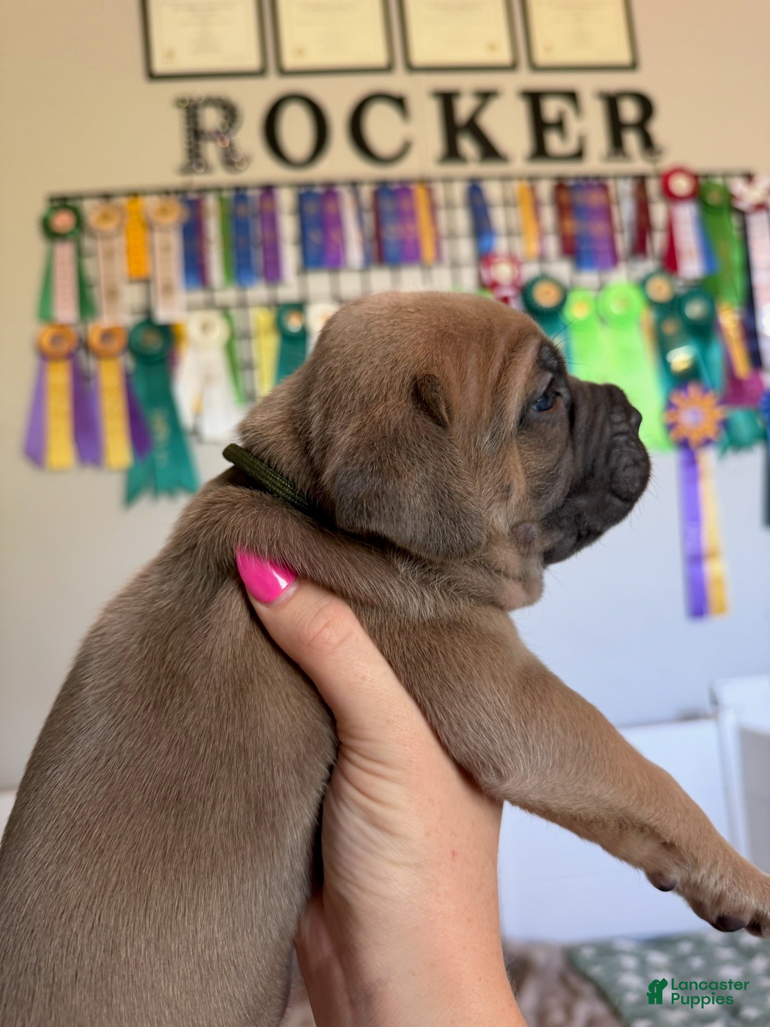 Cane Corso dogs for sale: Cane Corso Male 4 (Camo) - Ad 2