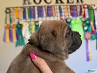 Cane Corso dogs Cane Corso Male 4 (Camo) - Ad 6