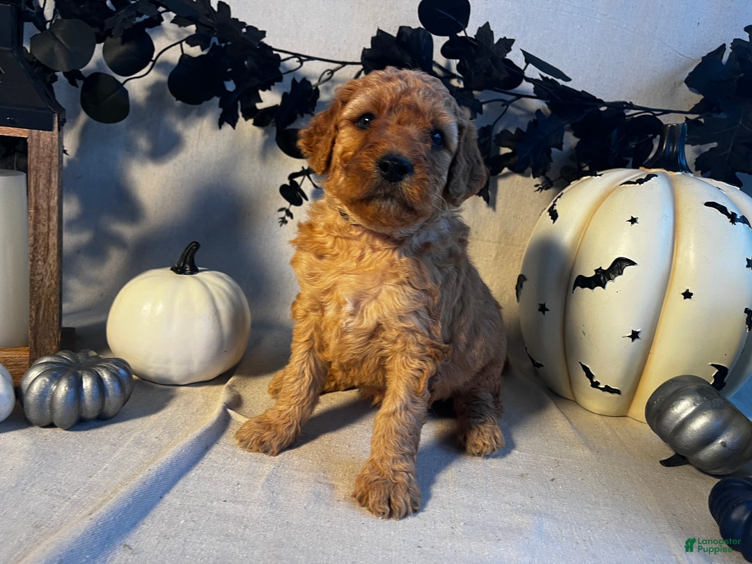 Goldendoodle dogs for sale: Yellow Collar-Jack - Ad 4