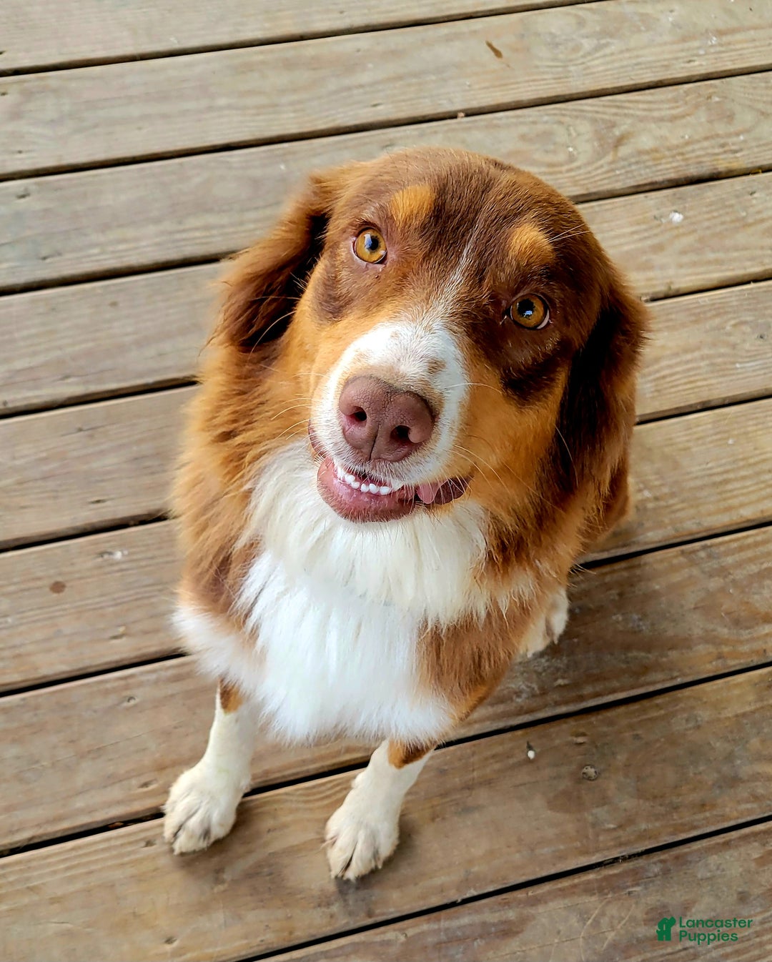 Australian Shepherd dogs for sale: Morgan  - Ad 2