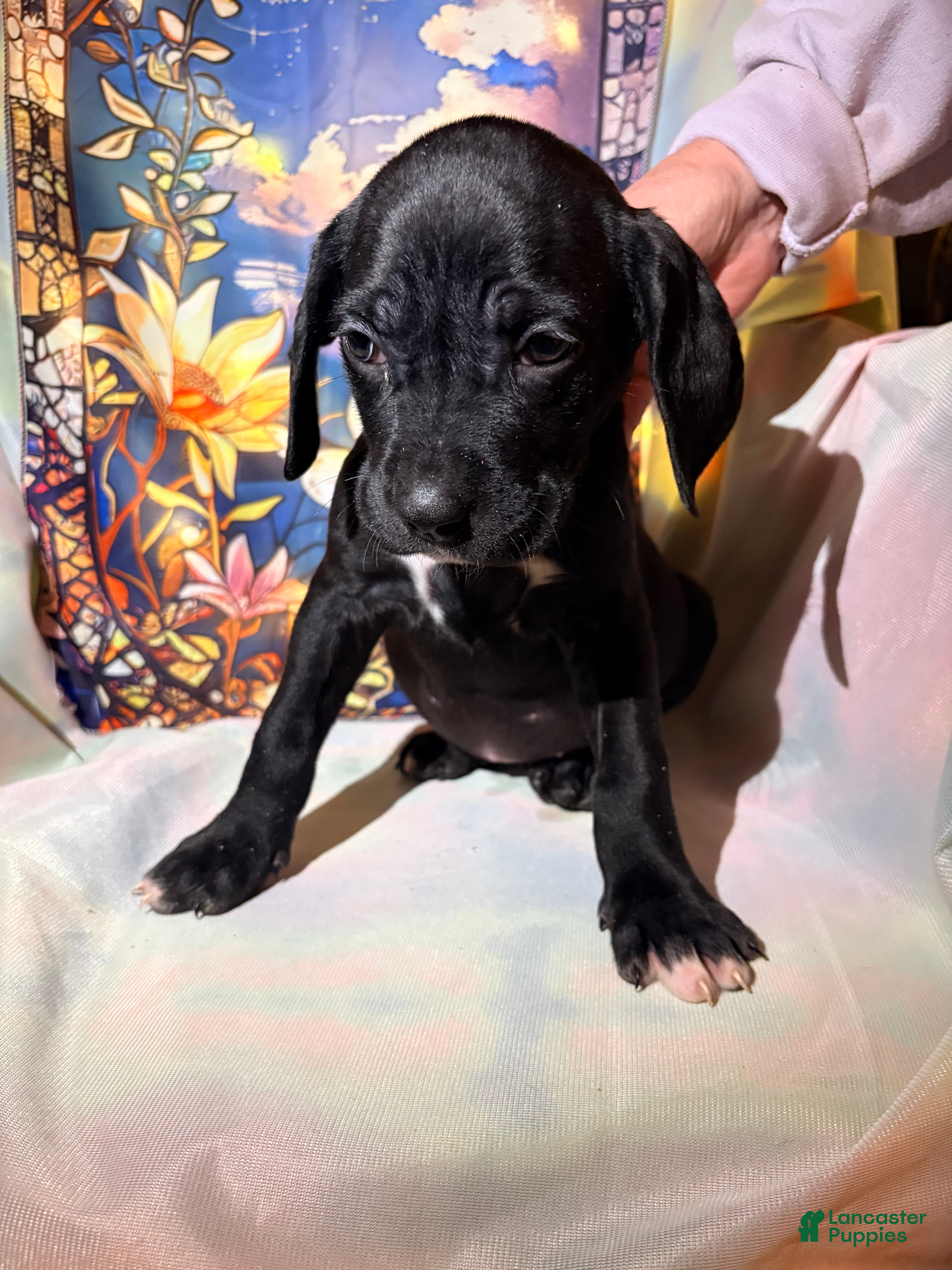 Mixed Breed dogs Purple - Ad 34