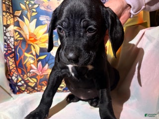 Mixed Breed dogs Purple - Ad 13