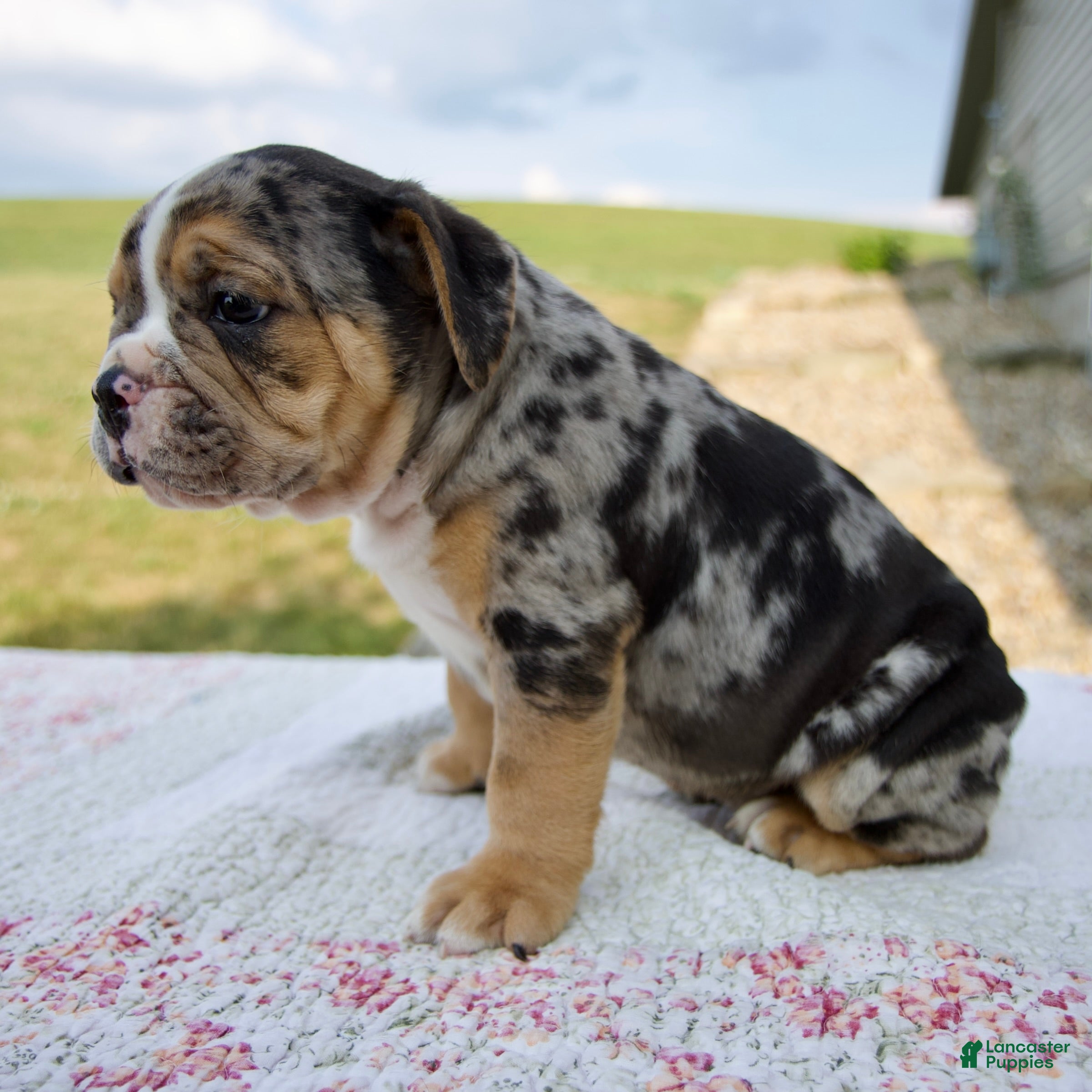 Beabull dogs Henry - Ad 2