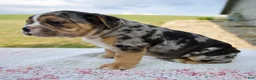 Beabull dogs for sale: Henry - Ad 2