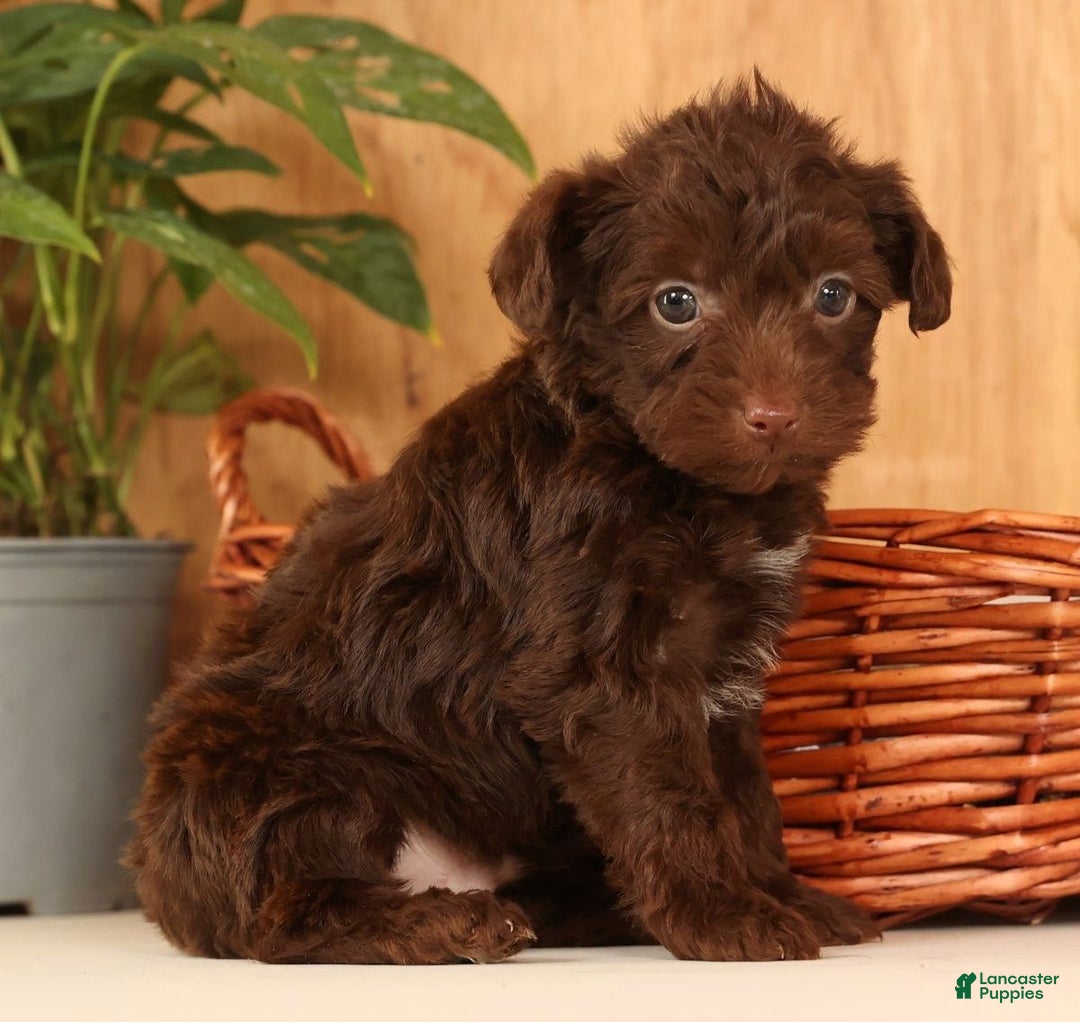 Yorkiepoo dogs for sale: Duey - Ad 1