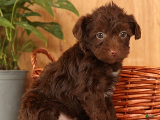 Yorkiepoo dogs Duey - Ad 11