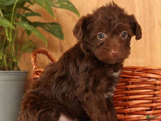 Yorkiepoo dogs Duey - Ad 18