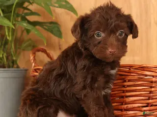 Yorkiepoo dogs Duey - Ad 39