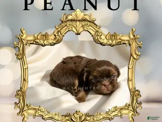 Shih Tzu dogs Princess Peanut Butter - Ad 38