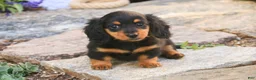 Miniature Dachshund dogs for sale: Sally Miniature Dachshund  - Ad 7