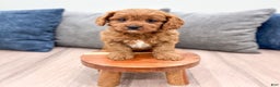 Cavapoo dogs for sale: Bambi - Ad 8