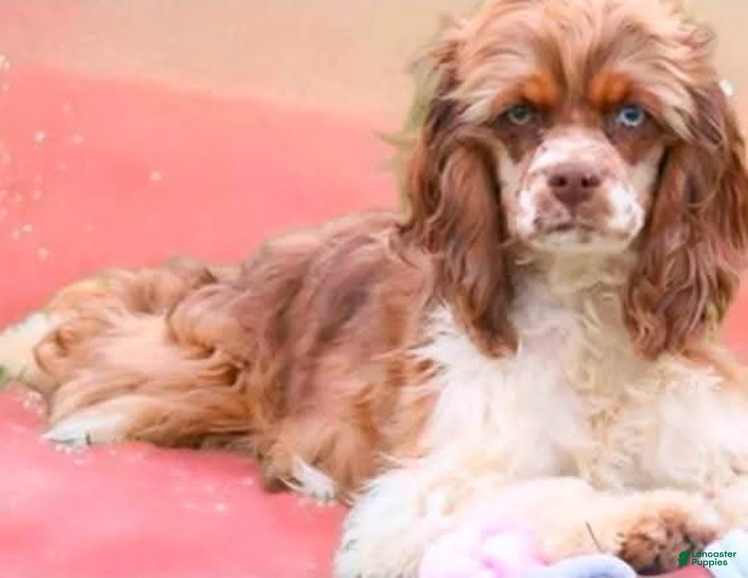 Cockapoo dogs for sale: Cockapoo Puppy 1 - Ad 5