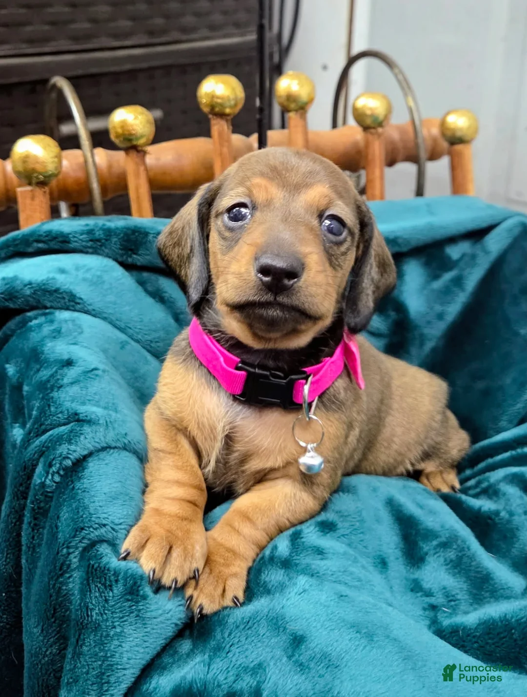 Dachshund dogs for sale:  Pumpkin - Ad 1