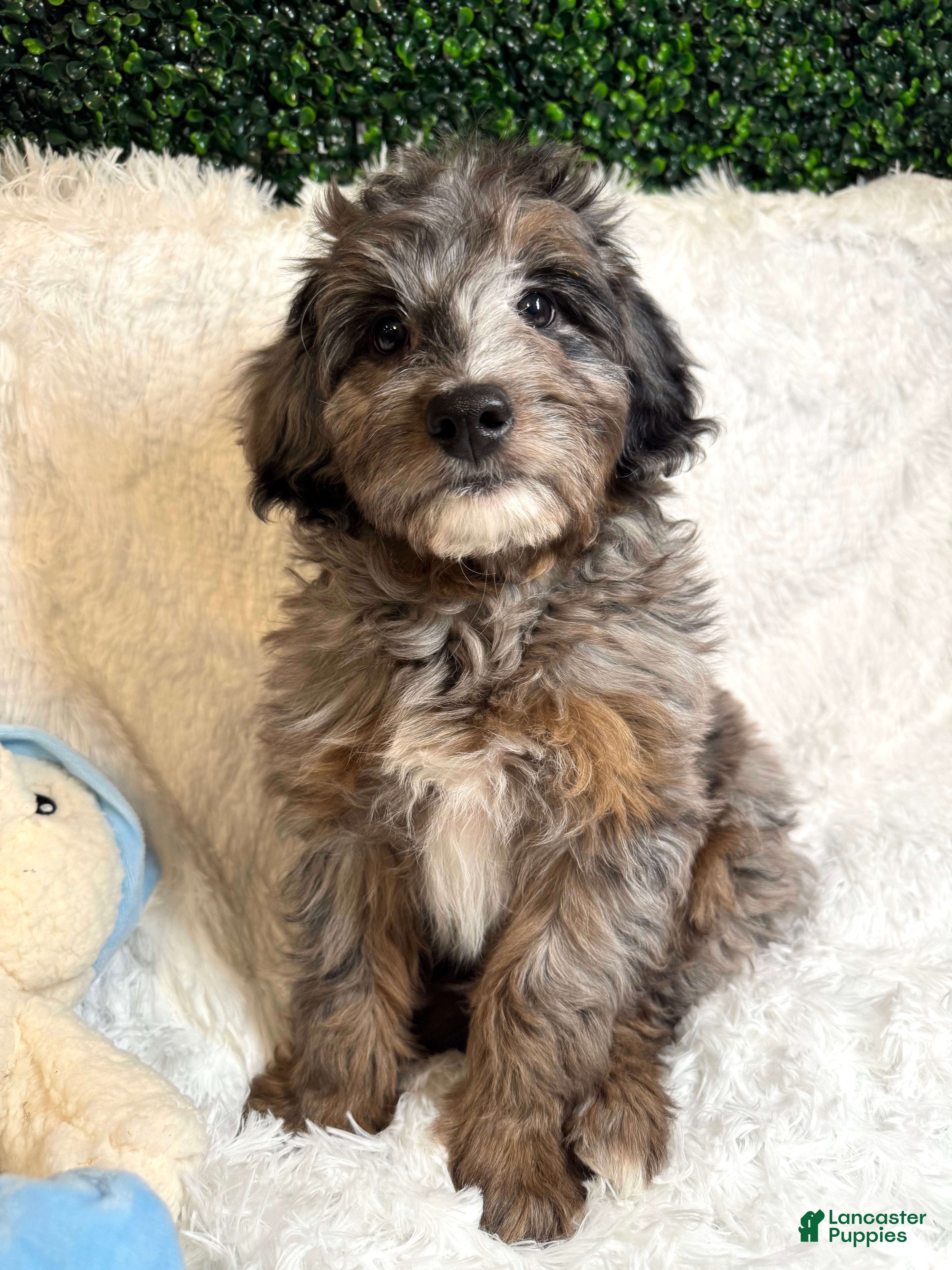 Mini Goldendoodle dogs Noble - Ad 35