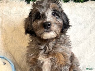 Mini Goldendoodle dogs Noble - Ad 19