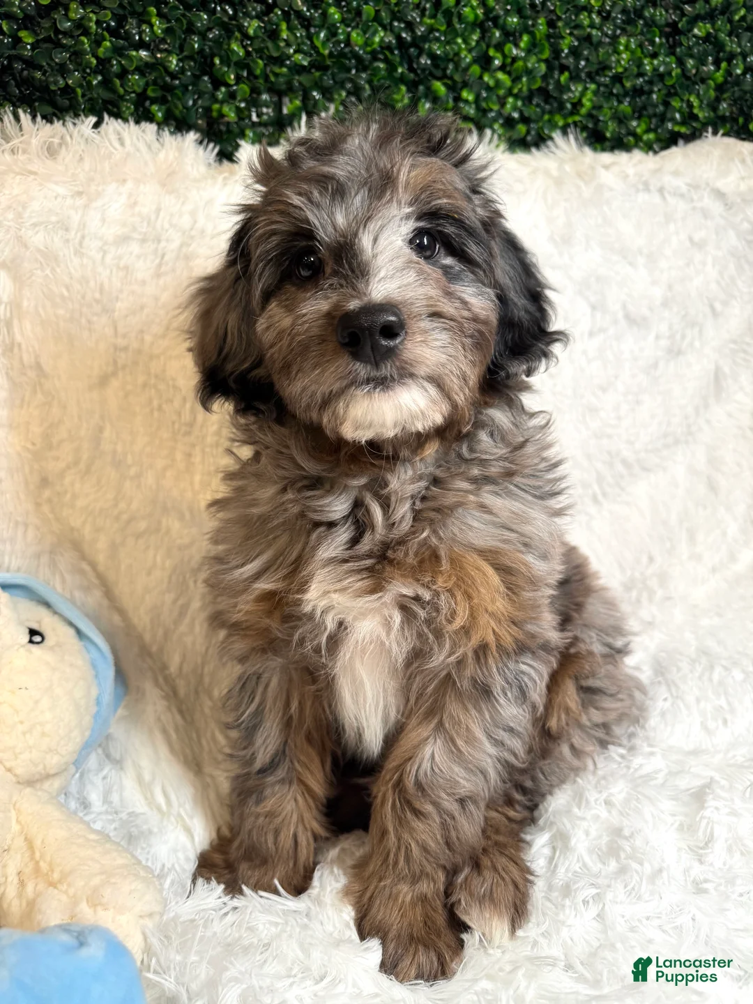 Mini Goldendoodle dogs for sale: Noble - Ad 1