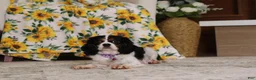 Cavapoo dogs for sale: Della - Ad 7