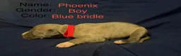 Great Dane dogs for sale: Phoenix - Ad 3