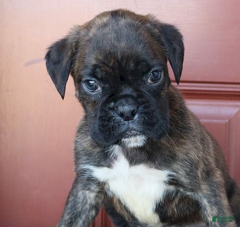 Boxer dogs Winston - Champ Lines - Ad 2