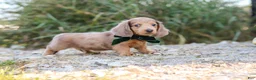 Dachshund dogs for sale: Alex - Ad 7