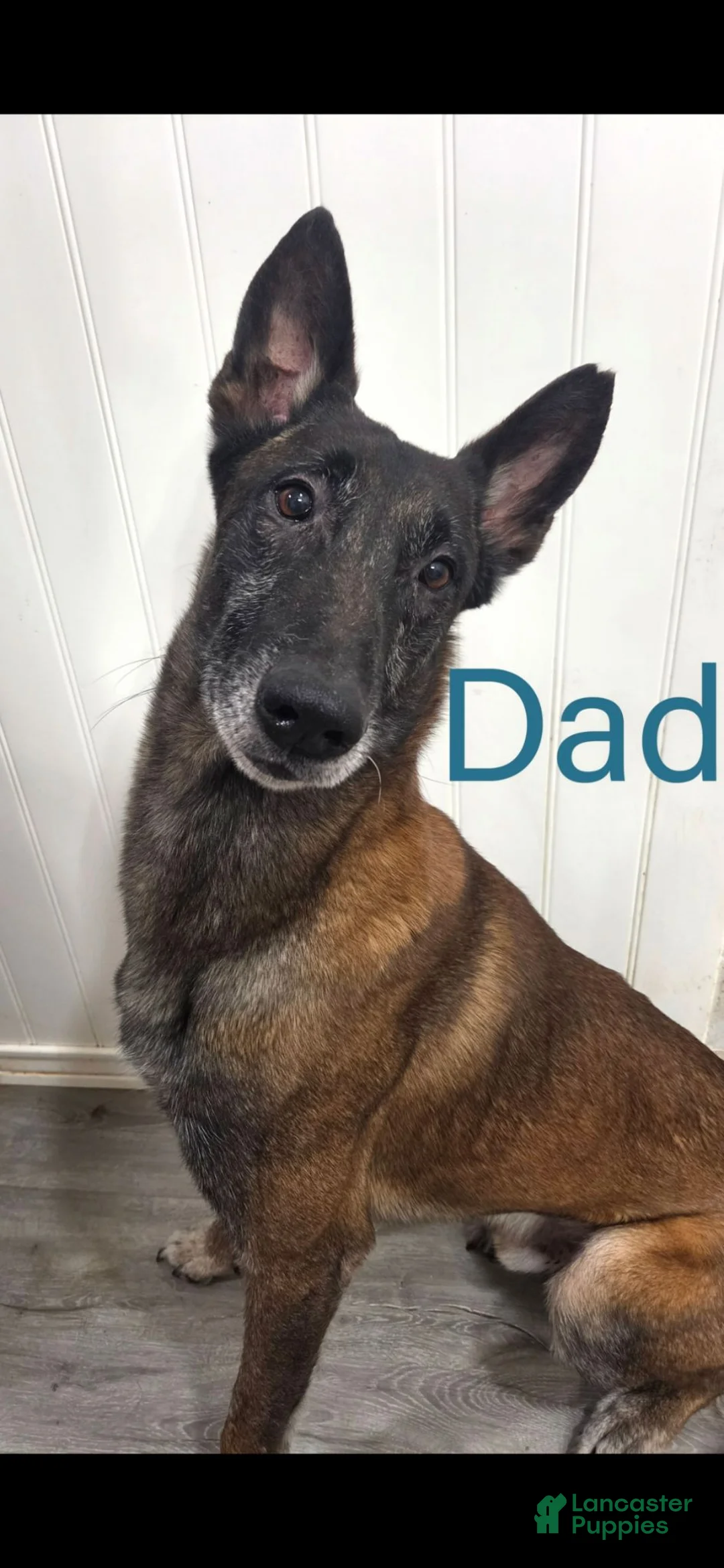 Belgian Malinois dogs for sale: Belgian Malinois 2 - Ad 5
