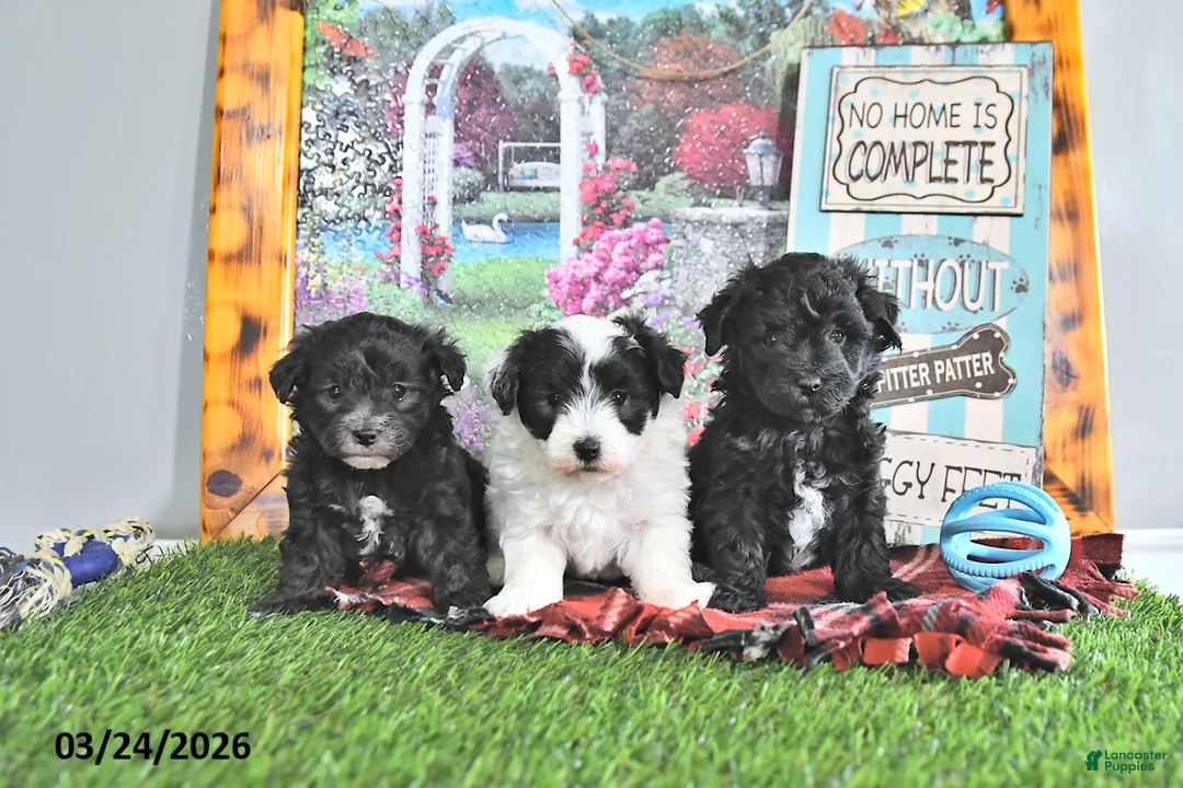 Maltipoo dogs for sale: Harriet - Ad 5