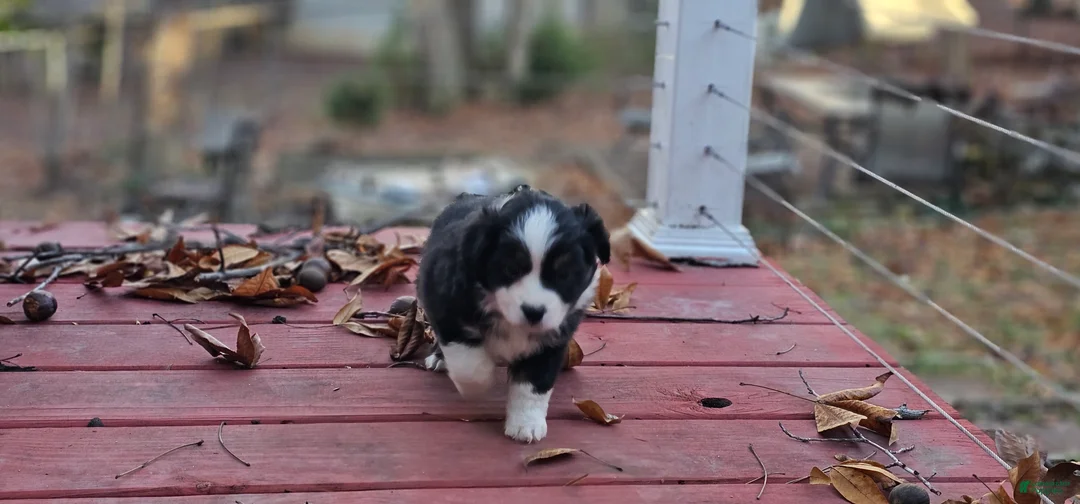 Miniature Australian Shepherd dogs for sale: Cake - Ad 5