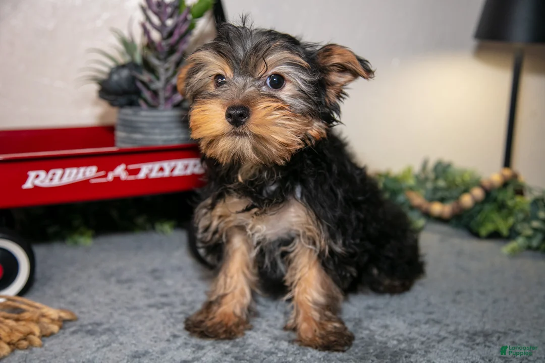 Yorkshire Terrier dogs for sale: Luigi - Ad 1