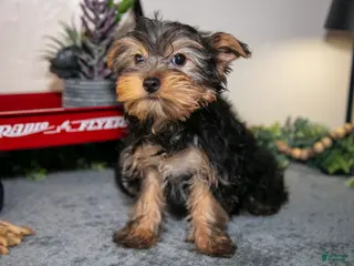 Yorkshire Terrier dogs for sale: Luigi - Ad 4