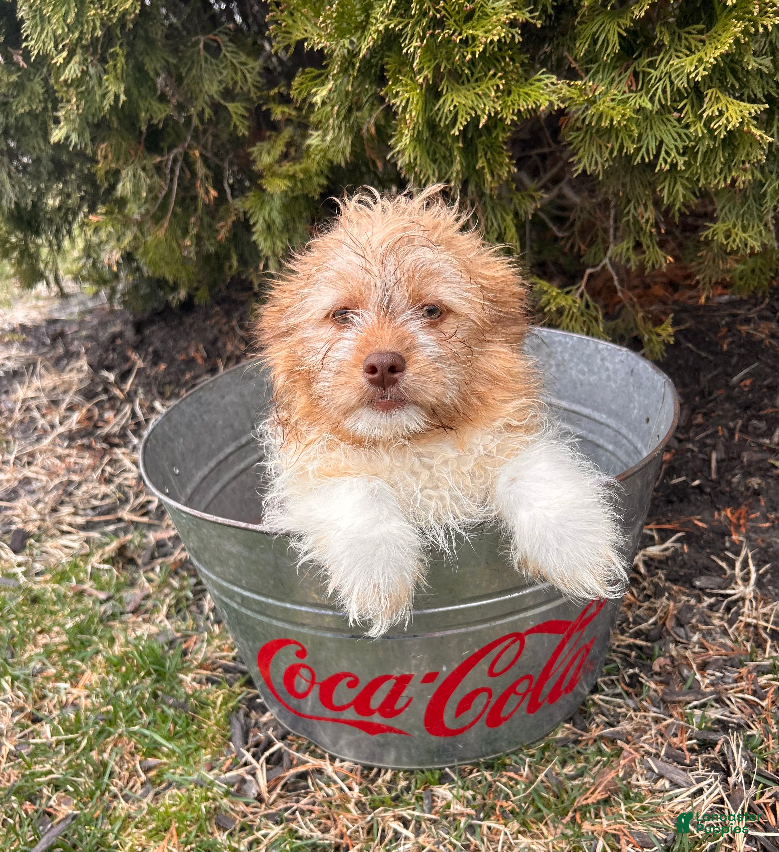 Mixed Breed dogs Gus - Ad 2