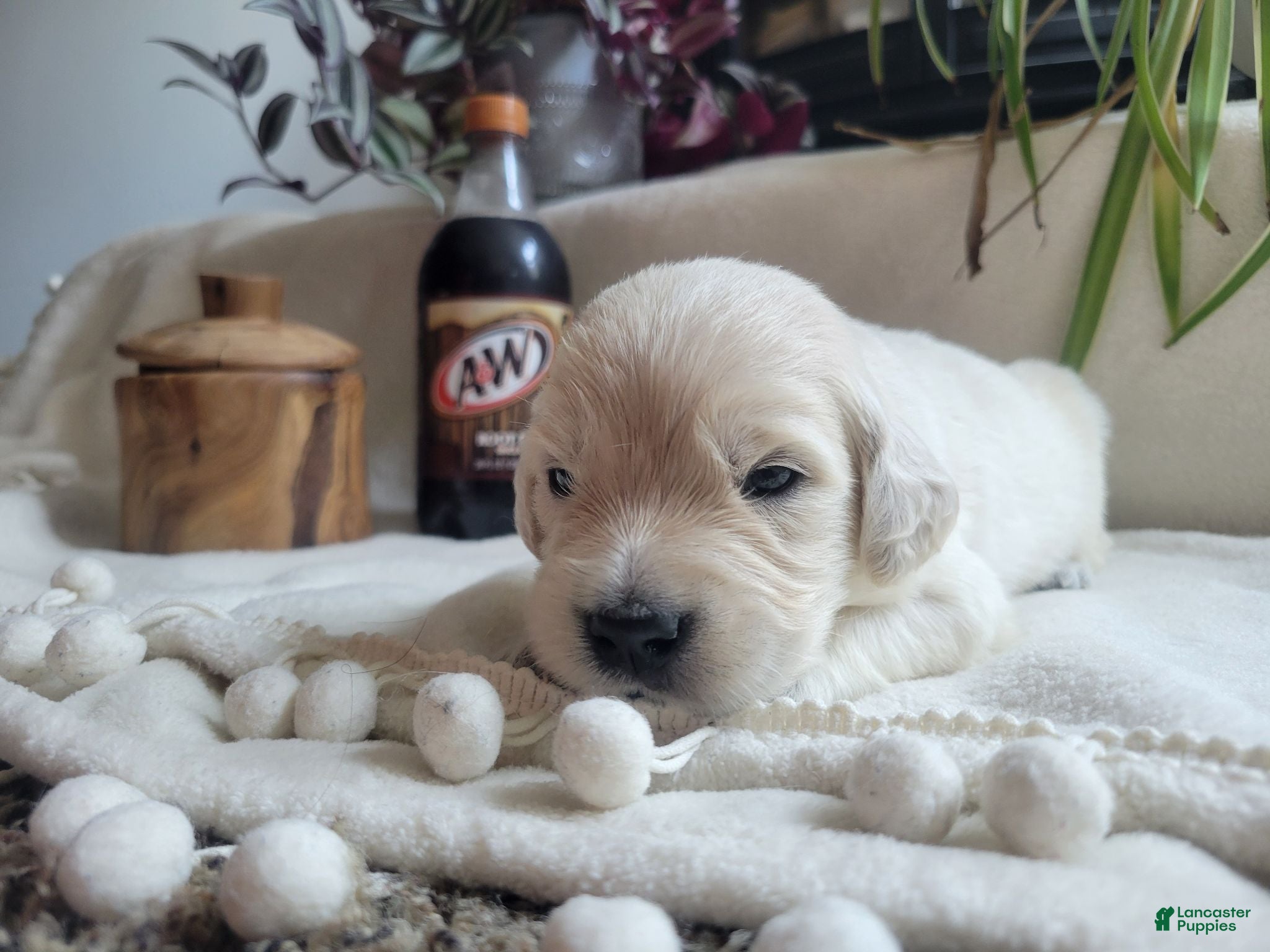 Golden Retriever dogs Champion Sired, Root Beer - Ad 4