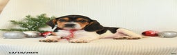 Beagle dogs for sale: Sterling - Ad 2
