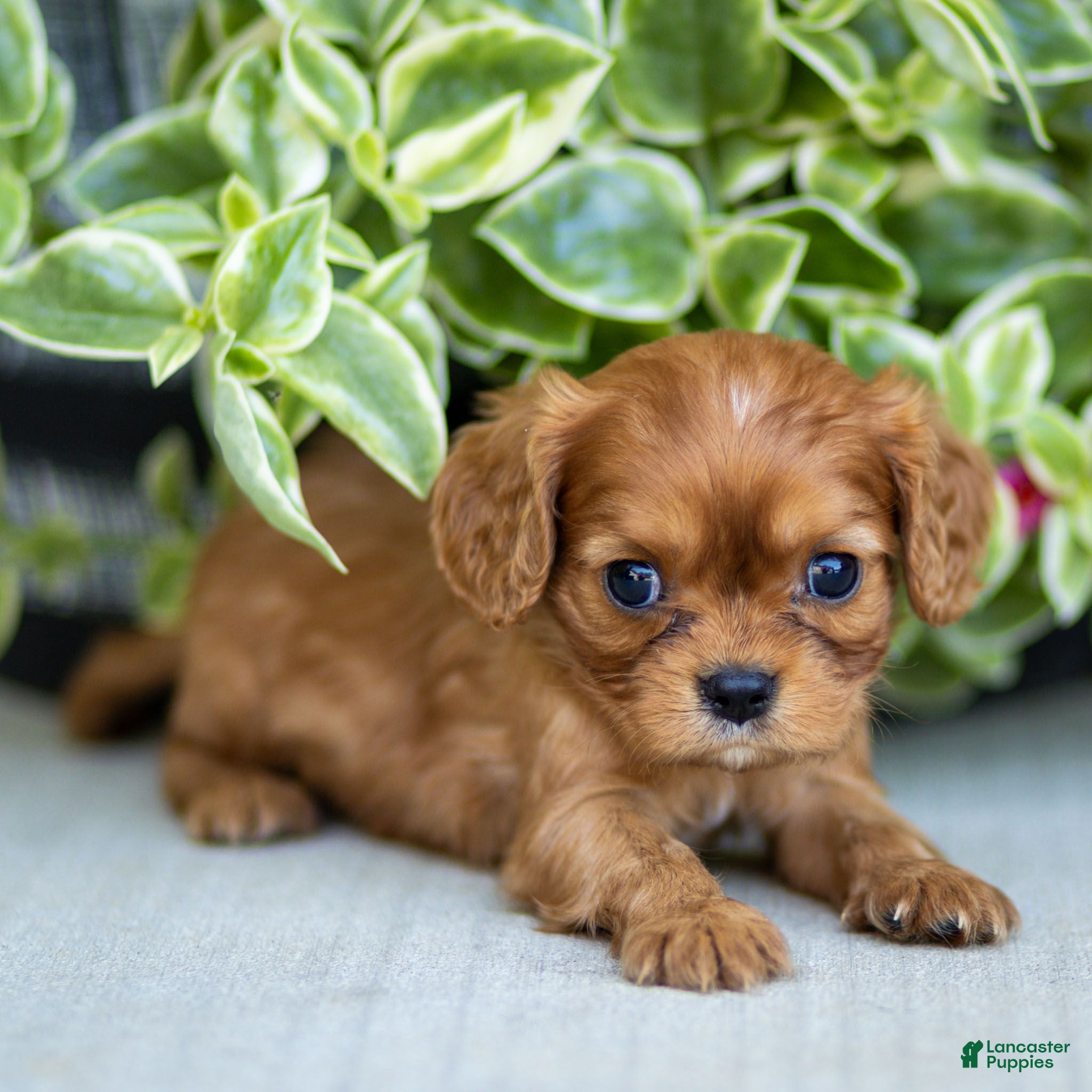 Cavalier King Charles Spaniel dogs Asher - Ad 1