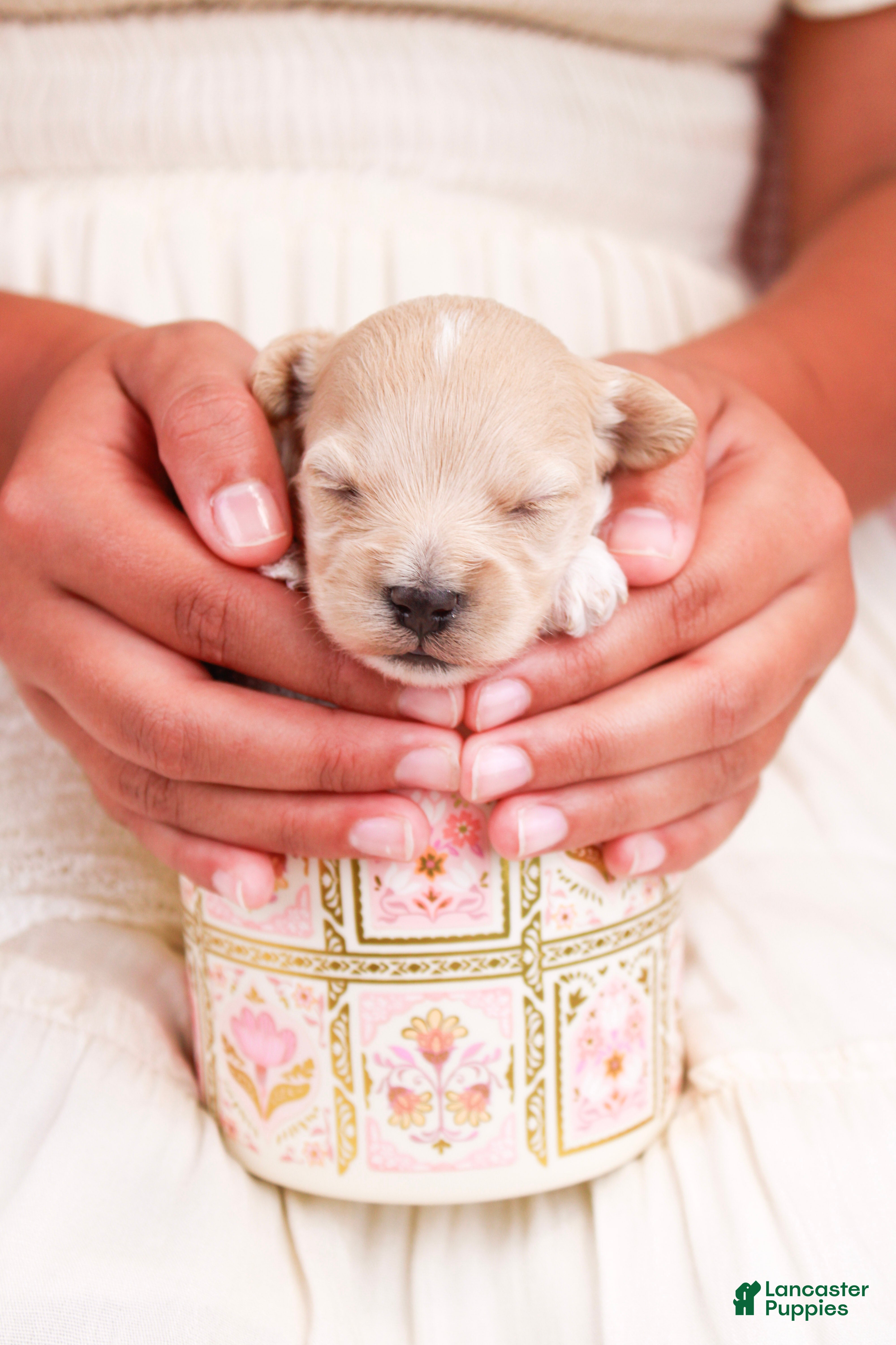 Maltipoo dogs Pippin - Ad 2