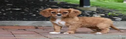 Cavalier King Charles Spaniel dogs for sale: Reese - Ad 1